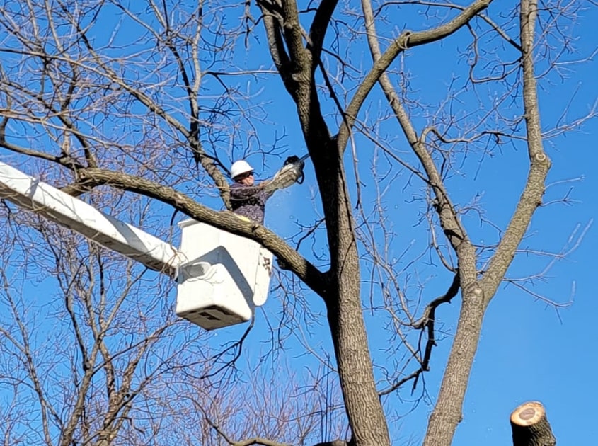 residential-tree-trimming-service-indiana