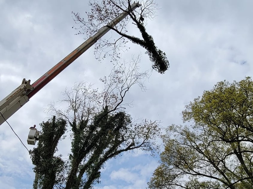 top-rated-tree-service-evansville-in