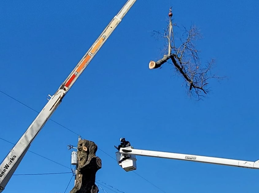 tree-removal-evansville-in