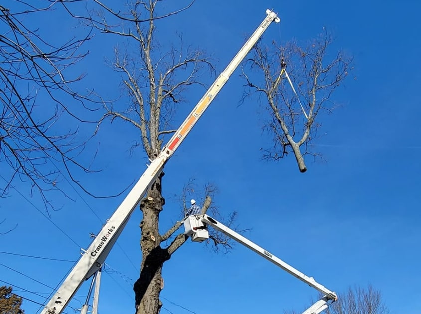 tree-removal-evansville-indiana