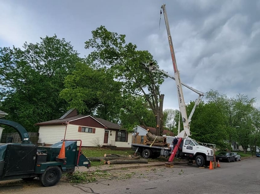 tree-removal-service-evansville-in