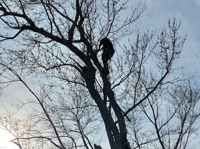 tree-trimming-indiana