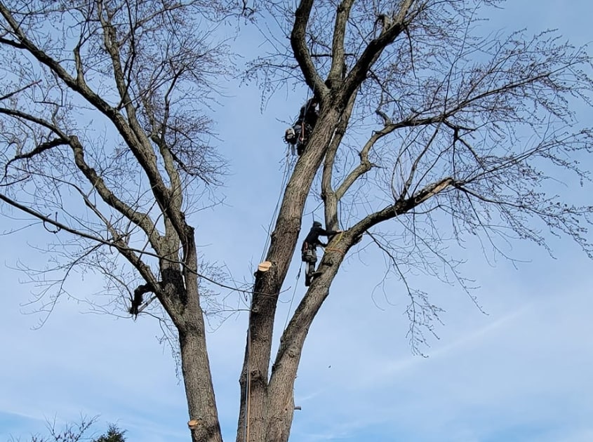 tree-trimming-services-indiana